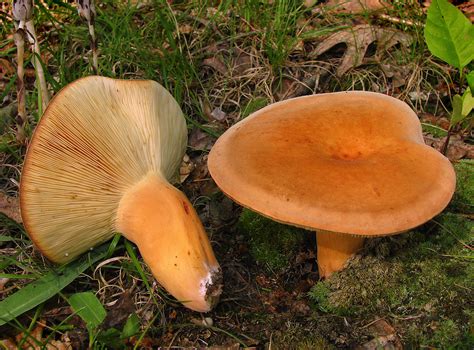 Brätling (Lactarius volemus) .